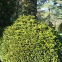 Chamaecyparis lawsoniana 'Minima'